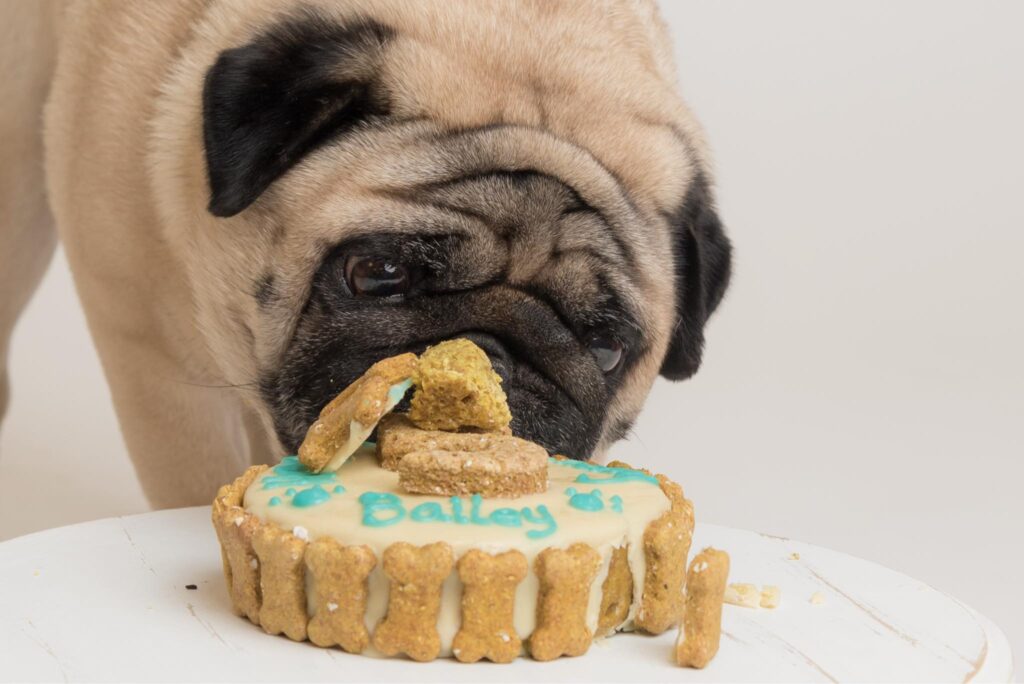 adorable pug, eating a dog-friendly piece of cake