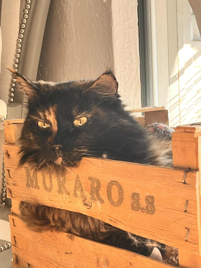 Relaxed tortie, lounging in a wooden crate, showing calm and engaging body language. posture that contrasts with anxiety in cats.