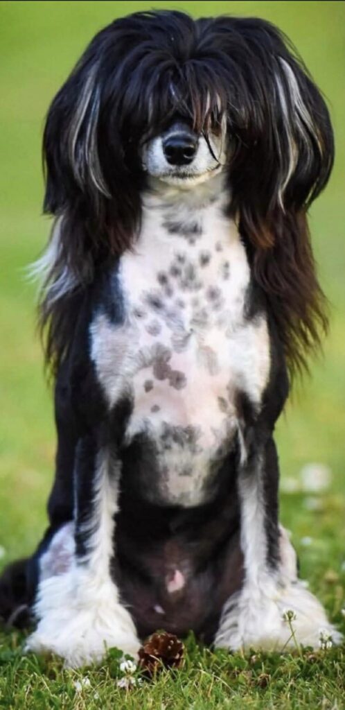 close up, wide angle of a groomed Chinese crested dog, sitting on the grass, facing the camera.
