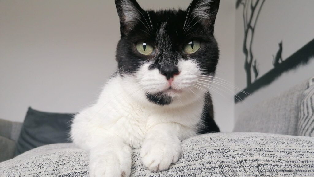 Black and white cat resting on a chair, representing everyday pet ownership and the importance of pet insurance