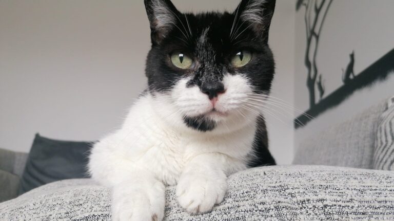 Black and white cat resting on a chair, representing everyday pet ownership and the importance of pet insurance