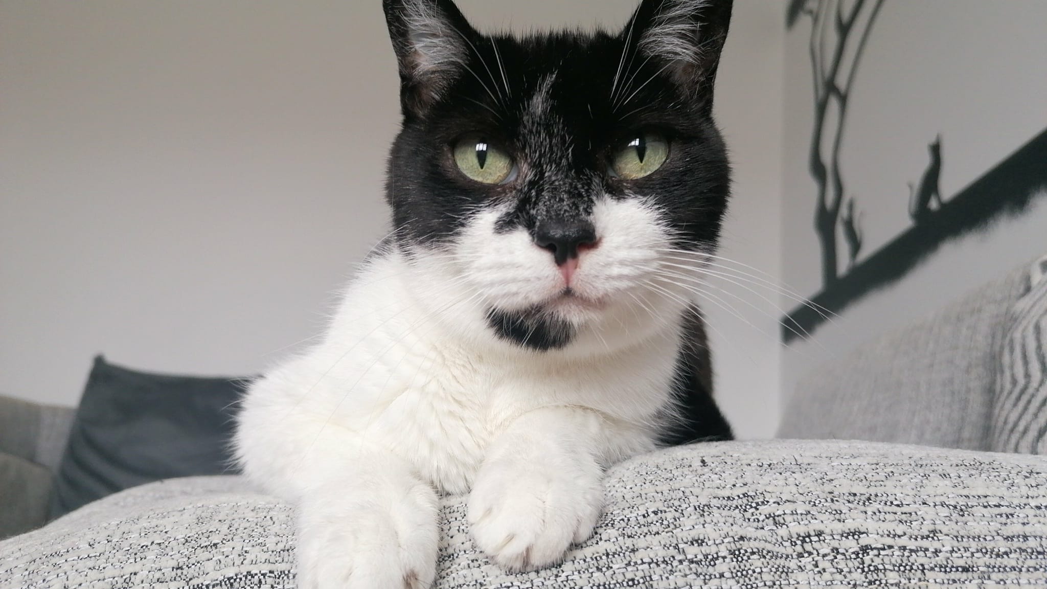 Black and white cat resting on a chair, representing everyday pet ownership and the importance of pet insurance