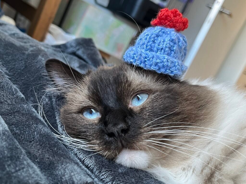 close up, face of a rag doll lying on a blanket and wearing a small blue wooly hat. blurry background