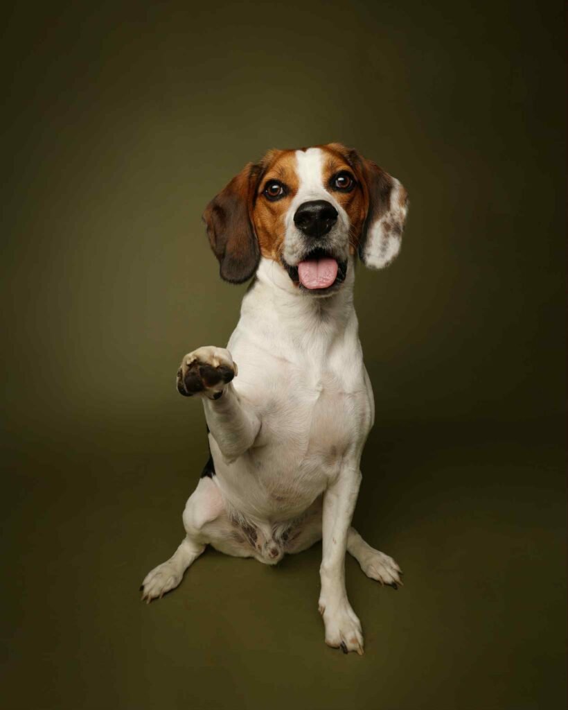professional photography of a male beagle sitting and presenting his right front paw, on an olive green background