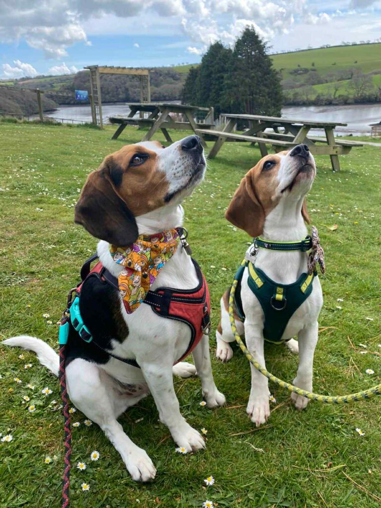 two beagle dogs on a walk by a river, patiently sat and looking at their guardian