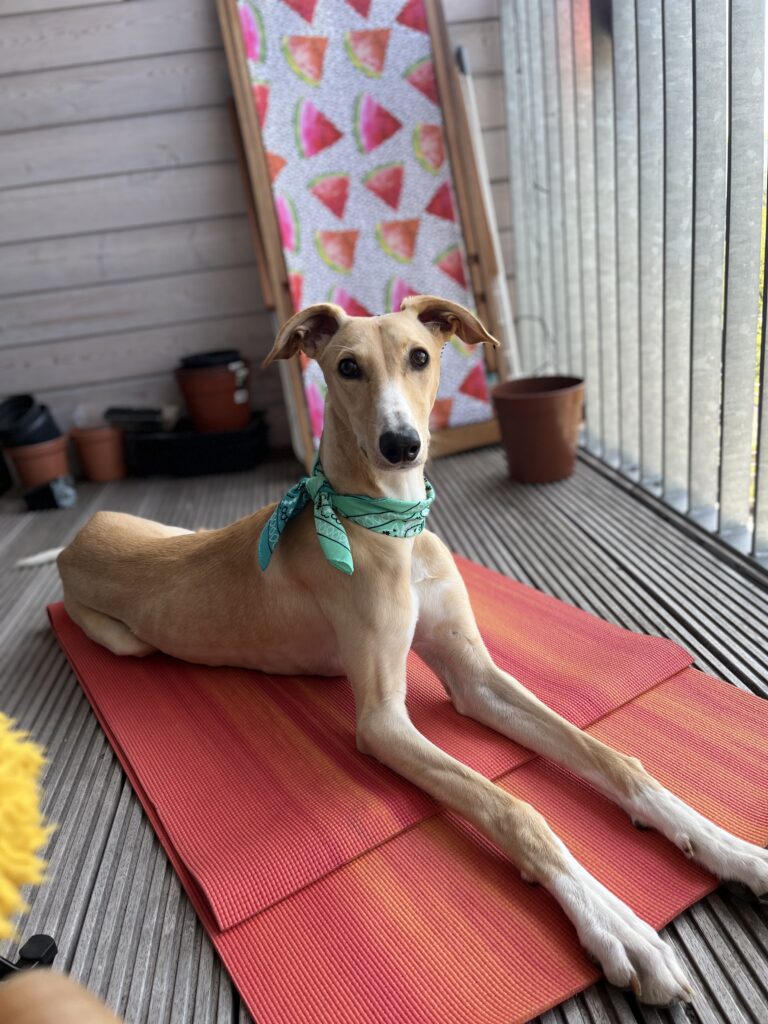 Saluki puppy relaxing at home, knowing their owners got the best pet insurance.