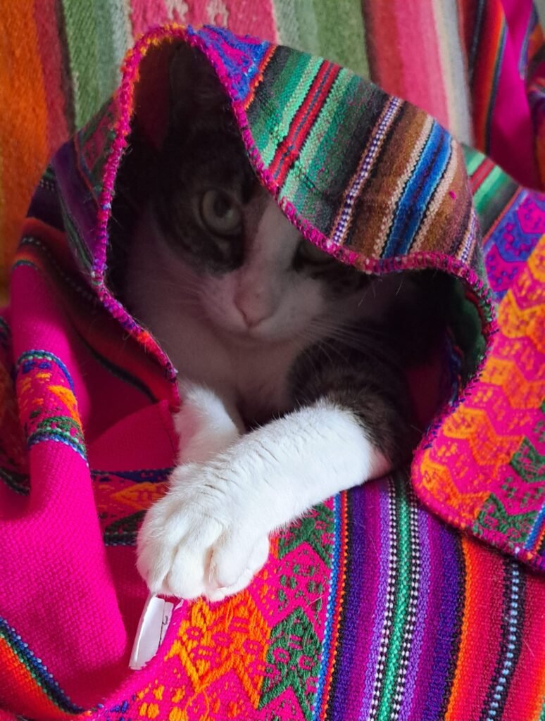 Cat hiding in the fold of a colourful fuchsia fabric with a Peruvian poattern. her face is half hidden but both her left white front paw is coming out.