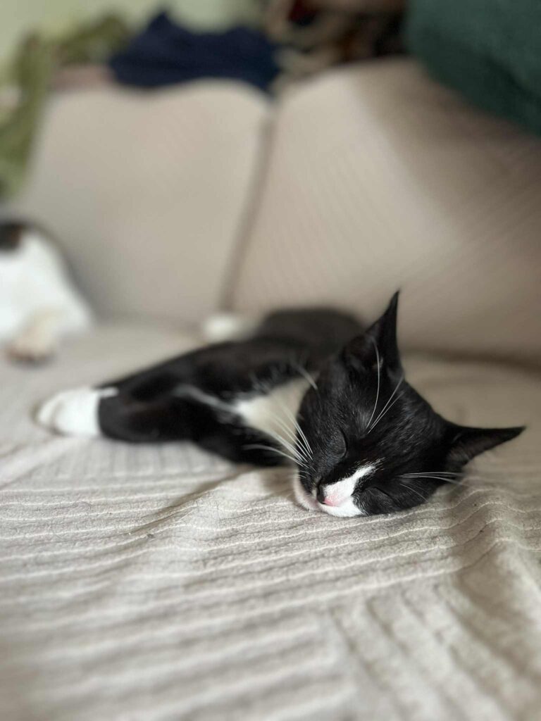 Relaxed tuxedo kitten a sleeping openly on a sofa, a posture that typically indicates low stress and no signs of anxiety