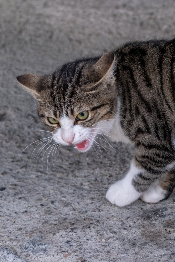 A close-up view of an aggressive tabby cat hissing on a concrete surface outdoors. feline aggression can be a sign of anxiety