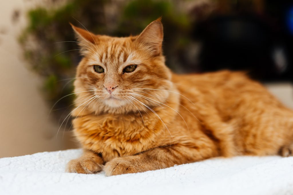 Senior ginger cat resting on a soft white blanket indoors.