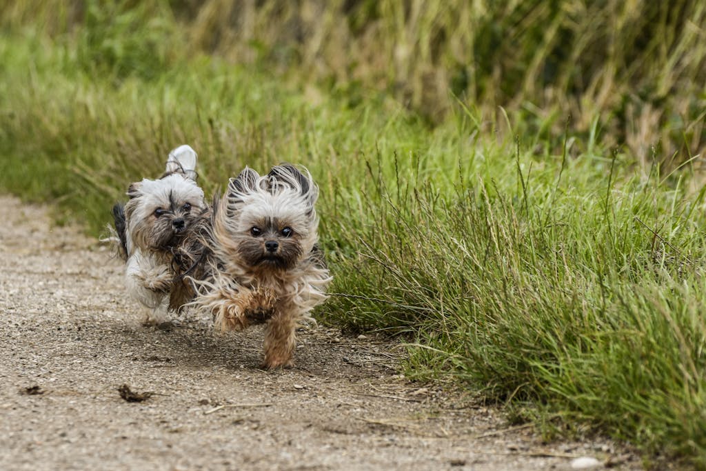 Two Bolonka dogs running side by side on a grassy path, a reminder that active pets are more likely to need veterinary care at some point in their lives