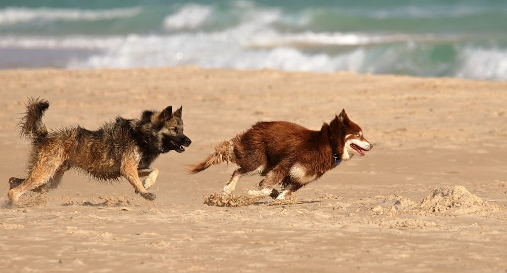 Two dogs running on a beach by the ocean, representing active pet lifestyles and the importance of planning for veterinary care