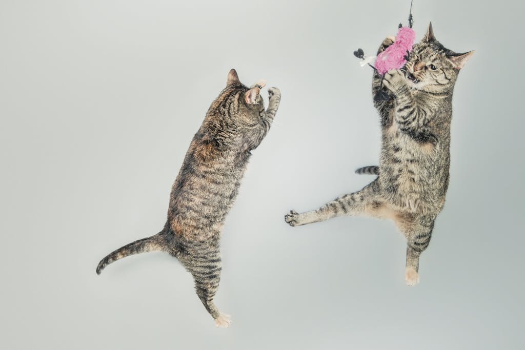 Two playful cats jumping with a toy, illustrating everyday activity that can lead to unexpected veterinary visits and pet insurance claims