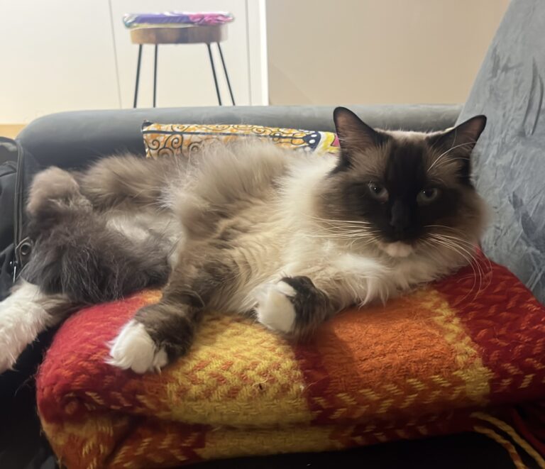 Why consider a cat dentist: my own cat’s journey