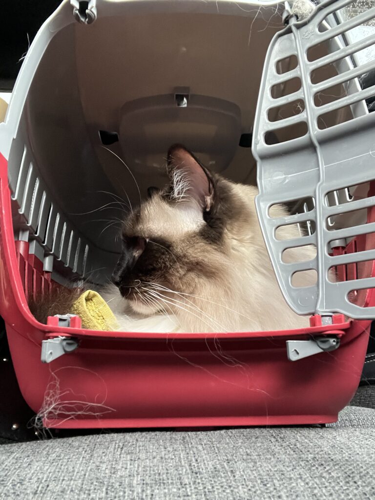 My cat Obi chilling in his carrier, door open. To him, the career is not symbolic of stress or anxiety.