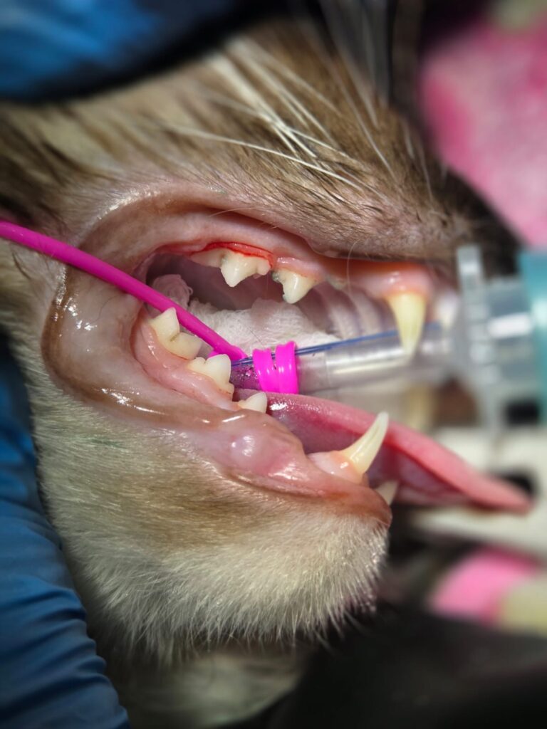 Close-up of a cat’s mouth during dental treatment under anaesthesia, with an endotracheal tube visible between the teeth.