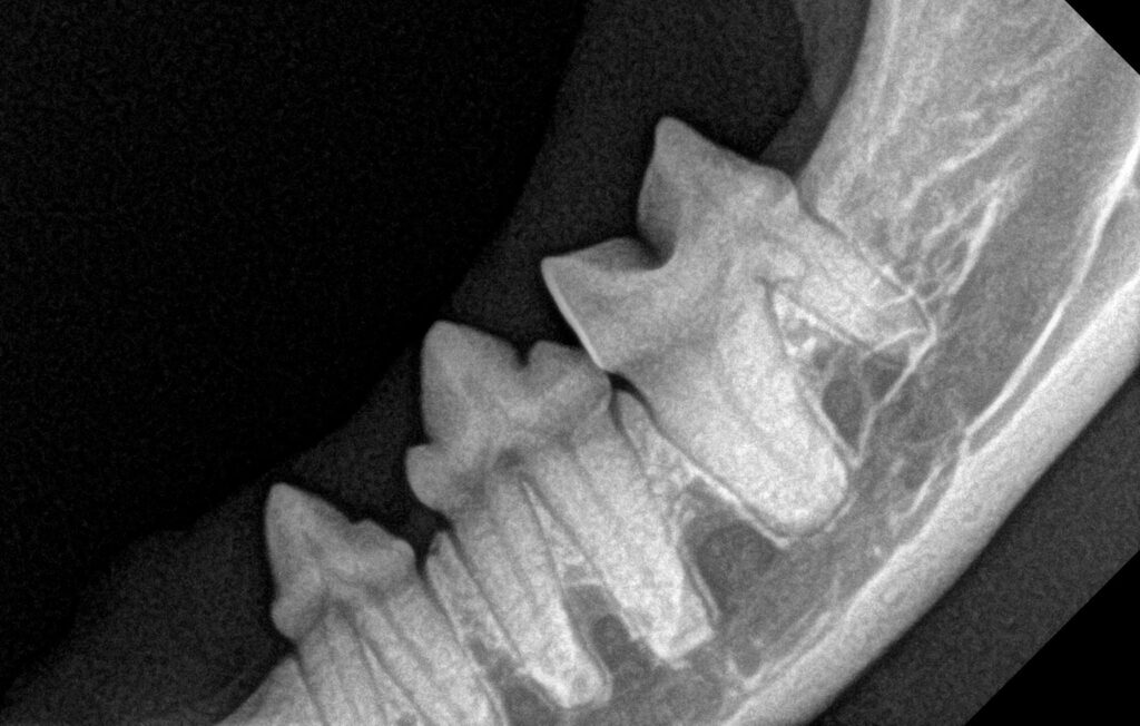 dental X-rays of a cat's molars revealing healthy teeth, gums and the absence of feline oral resorptive lesions.