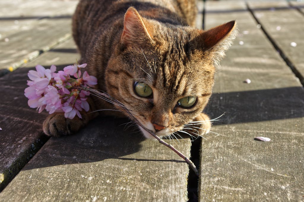 A close-up of a tabby cat playfully interacting with flowers on a sunny wooden deck.