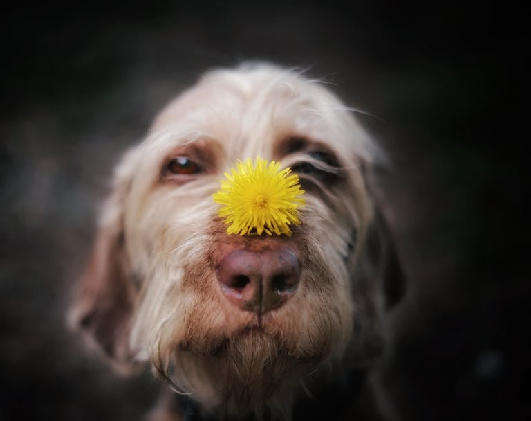 Adorable close-up of a dog with a dandelion on its nose in spring, exploring a garden with common seasonal hazards.
