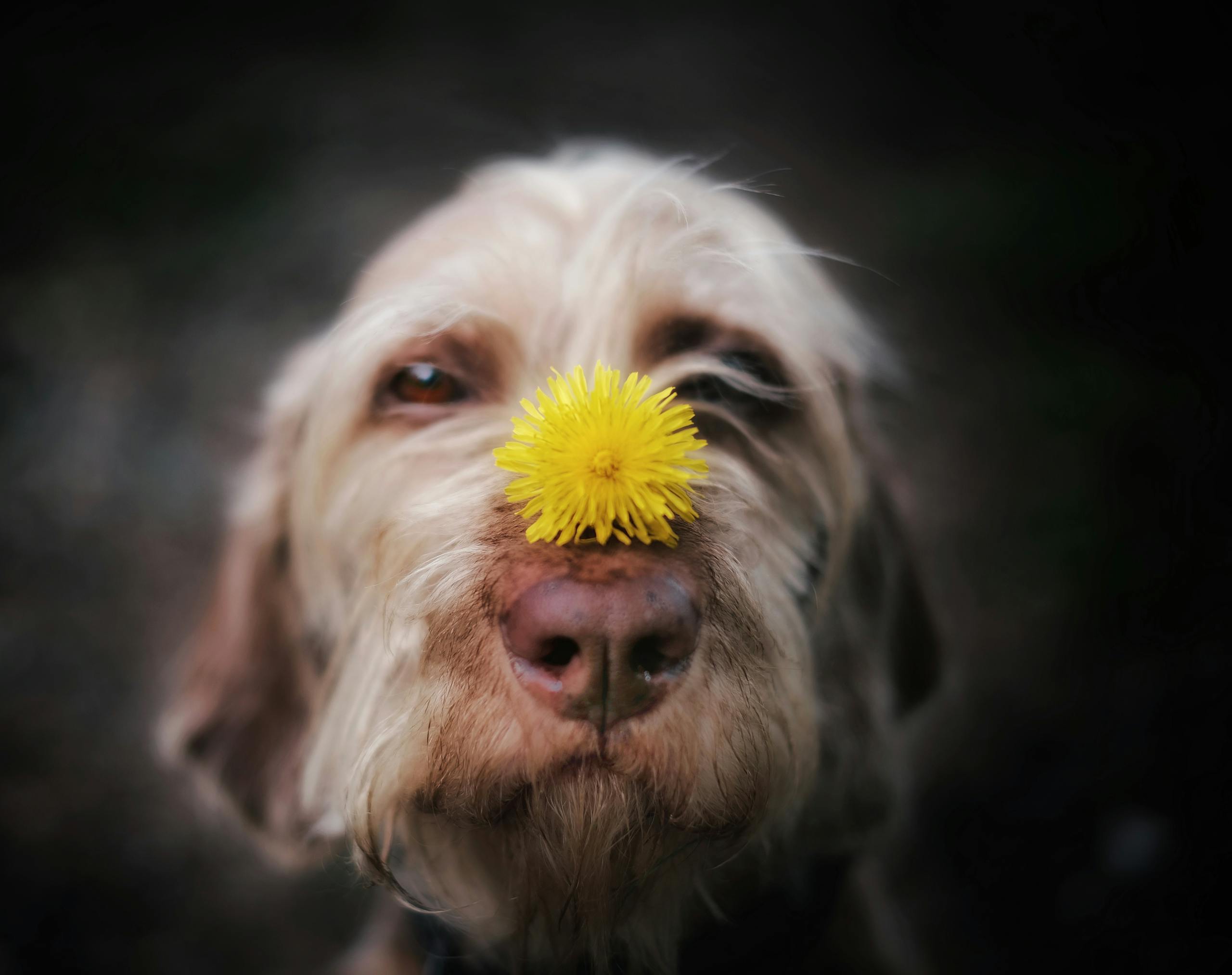 Adorable close-up of a dog with a dandelion on its nose in spring, exploring a garden with common seasonal hazards.