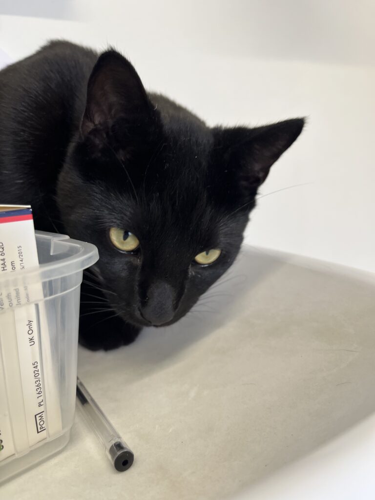 black cat that has decided to move around and find a sheltered space in the consult room