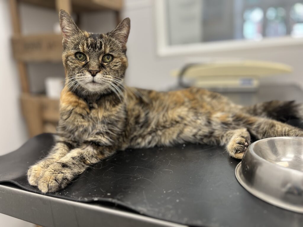 this old girl was very comfortable in the consultation room as demonstrated by her posture