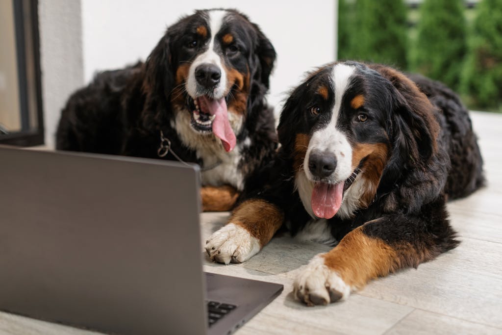Two Bernese Mountain Dogs relaxing on a porch next to a laptop.