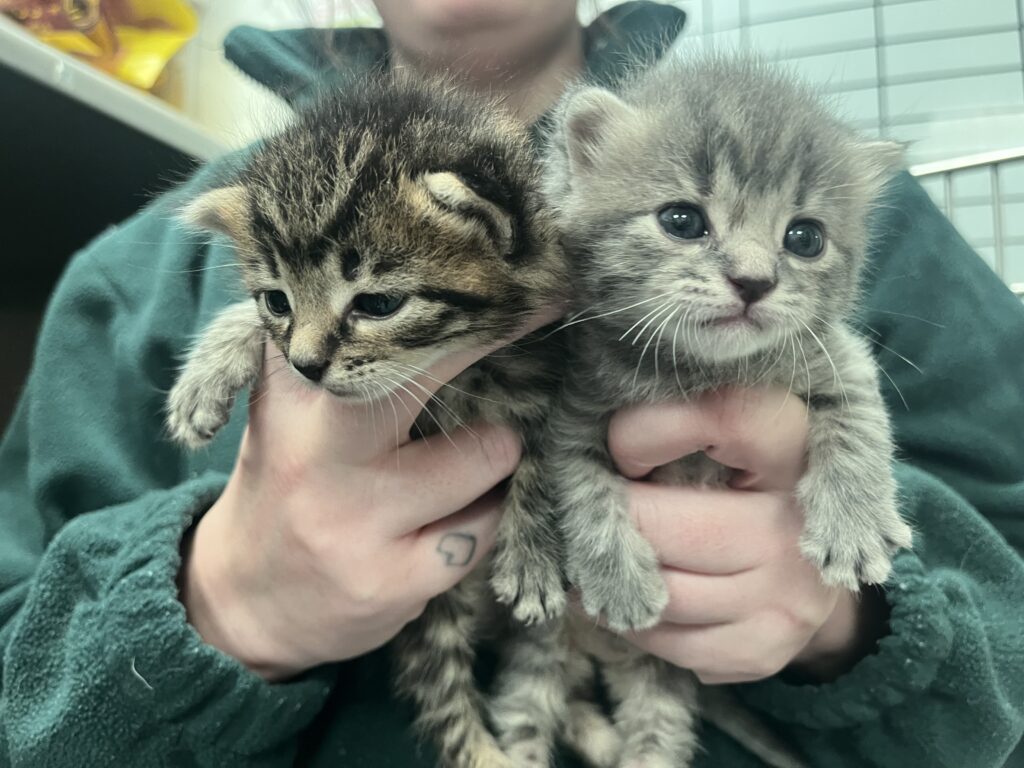two hand-reared kittens used to handling and calm when held together