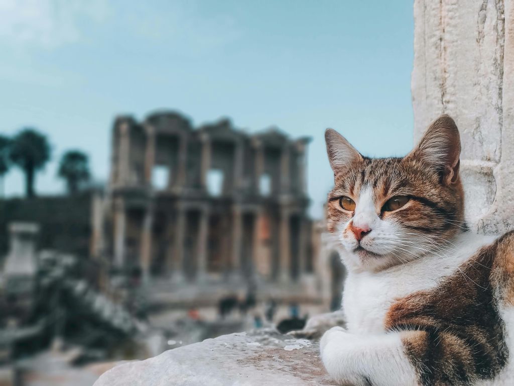 A domestic cat lounging near the ancient ruins of Celsus Library in Ephesus, Turkey.