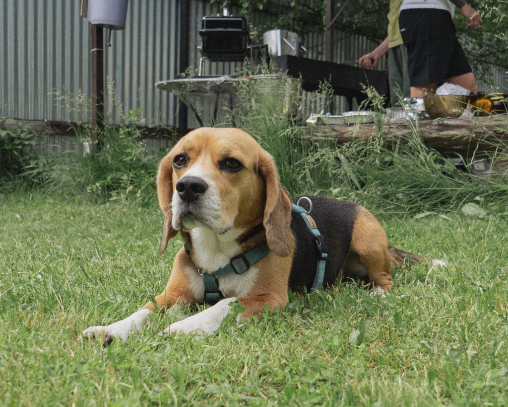Beagle dog with harness lounging on green grass, with barbecue in the background