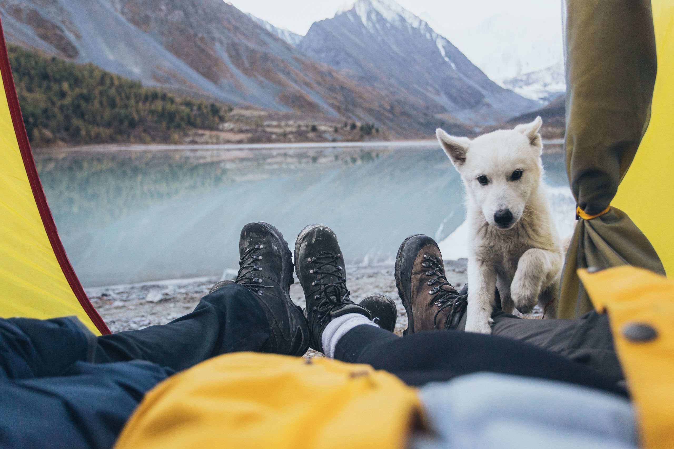 Couple camping in a tent and travelling with their white dog