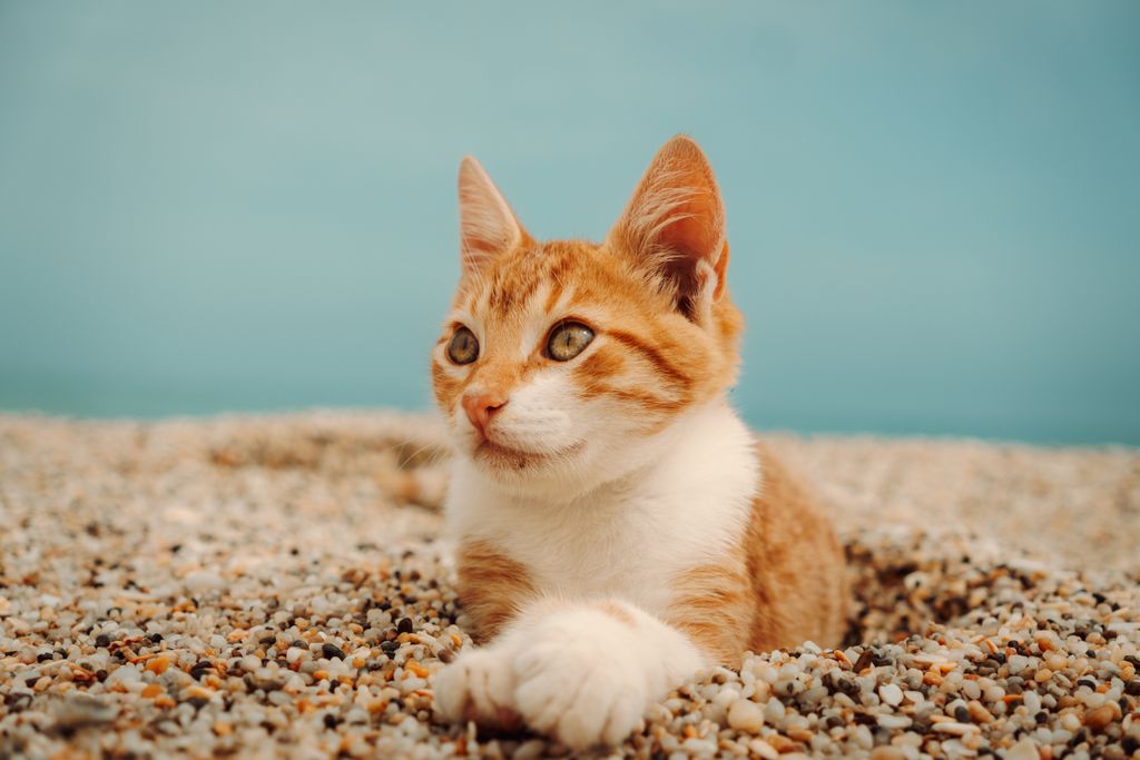 Cute orange tabby cat lying on a pebble beach under the sun