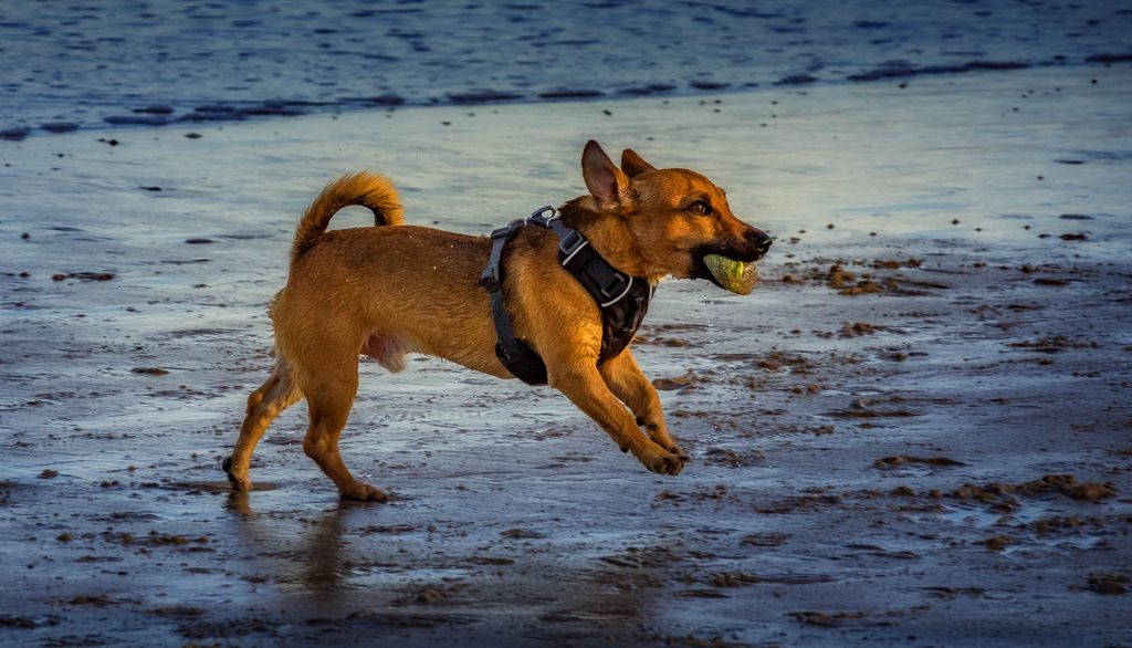Playful dog running on sandy beach with ball in mouth, exposed to summer hazards