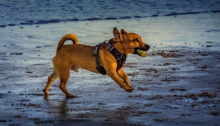 Playful dog running on sandy beach with ball in mouth, exposed to summer hazards