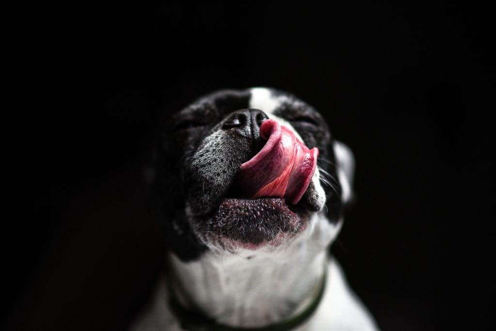 Close-up of a French Bulldog licking its nose against a dark background.