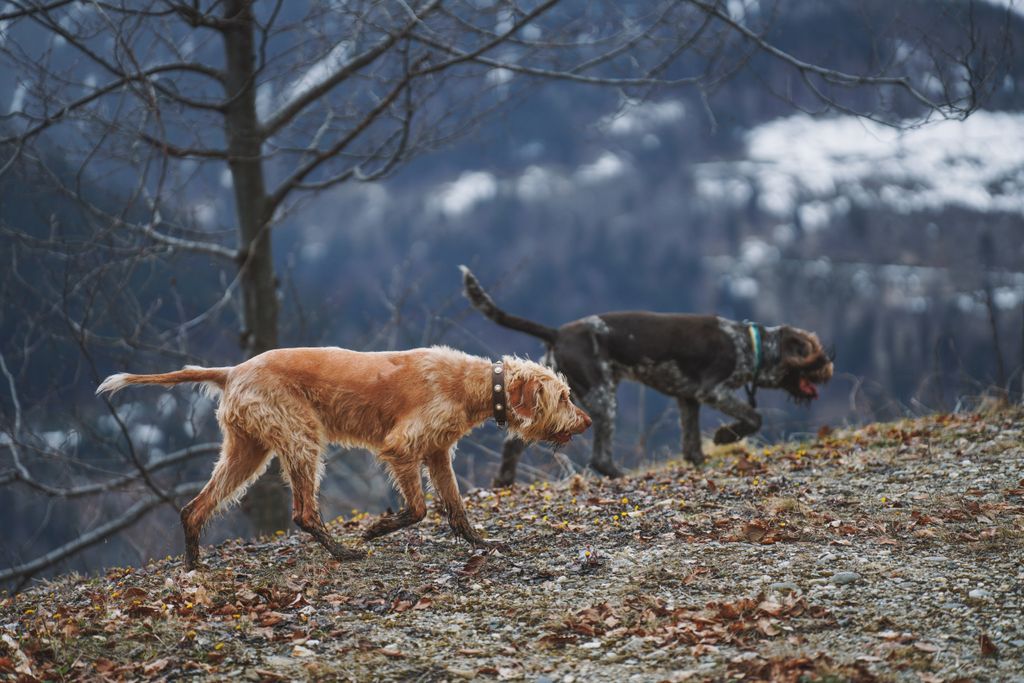 Two dogs wandering in a snowy mountainous region, showing natural curiosity and playfulness amidst the wintry scene.